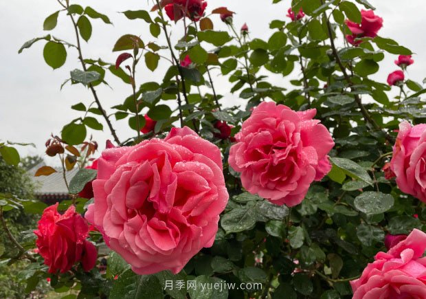 月季花的修剪技術(shù)、范圍和適宜時期(圖1)