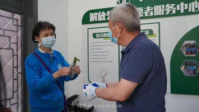 送你一枝月季，許你一束繁花，武漢百余市民領(lǐng)到月季扦插枝條(圖1)