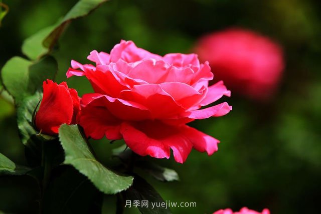瀏陽(yáng)市柏加鎮(zhèn)，從前賣樹如今賣景(圖1)