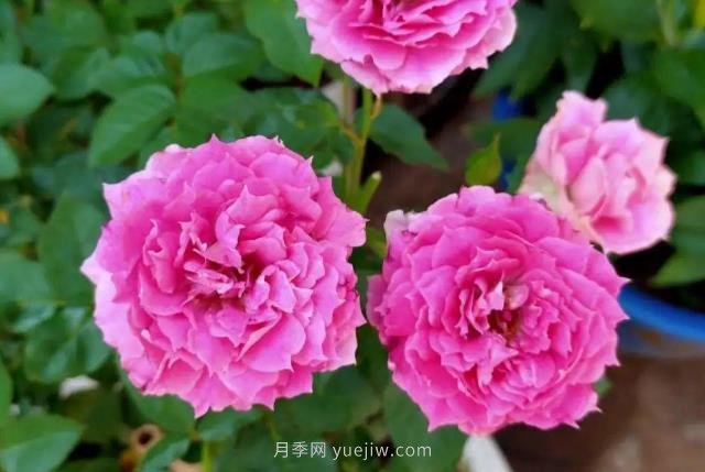 推薦6個濃香月季品種，抗病好養(yǎng)，香水月季就選她(圖3)