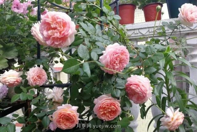推薦6個濃香月季品種，抗病好養(yǎng)，香水月季就選她(圖1)