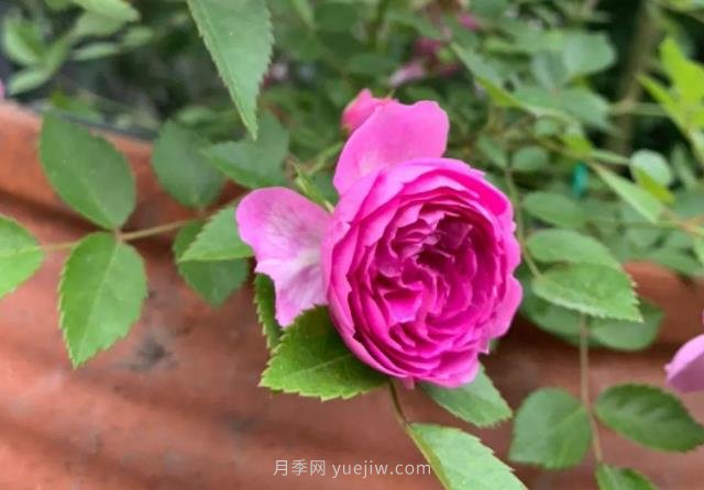 推薦6個濃香月季品種，抗病好養(yǎng)，香水月季就選她(圖5)