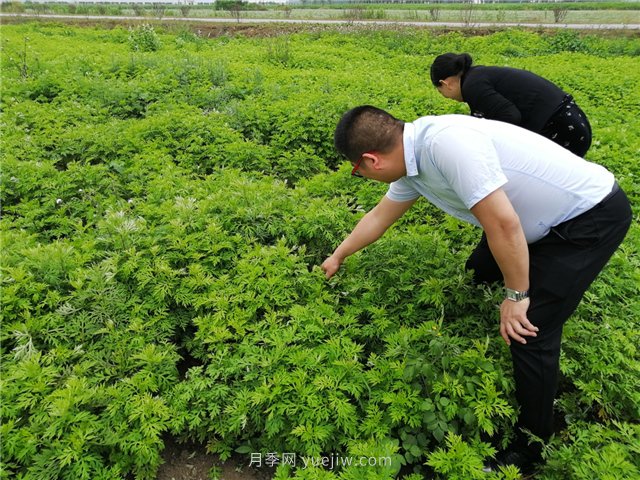 社旗艾草產(chǎn)業(yè)，艾成熟香滿田(圖1)