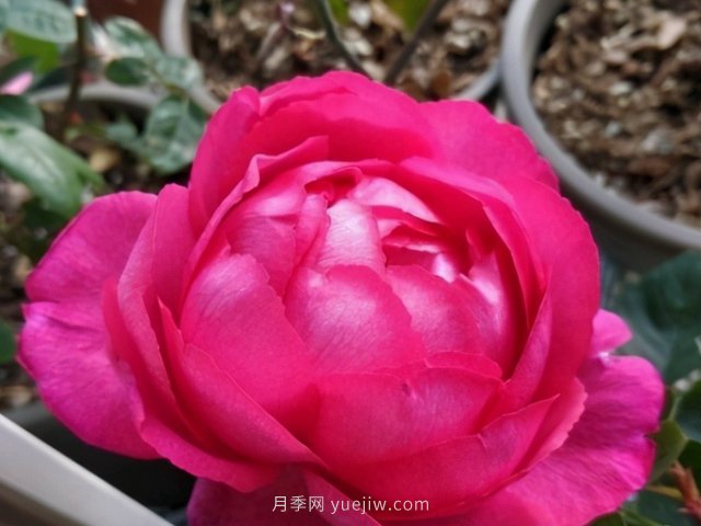 推薦10款朋友圈超火的月季花，每一款都太美了花友必買(圖4)
