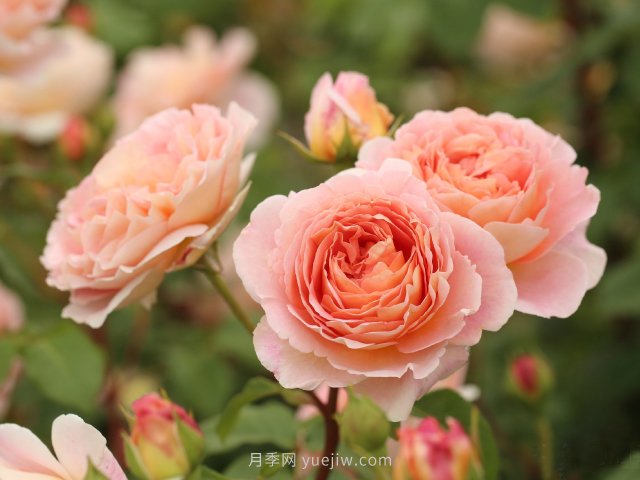 推薦10款朋友圈超火的月季花，每一款都太美了花友必買(圖9)