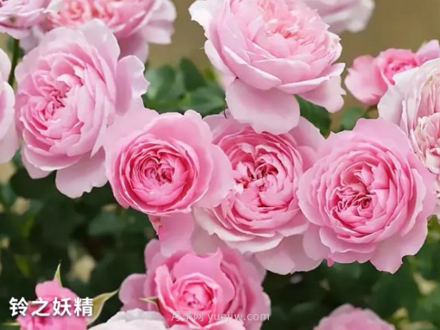 推薦陽(yáng)臺(tái)黨必入的四款微型月季品種，你猜到了嗎(圖1)