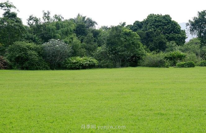如何進行草坪滾壓？有什么方法？(圖1)