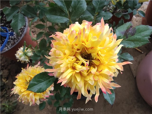 月季爛根怎么辦？補救方法有哪些？(圖1)