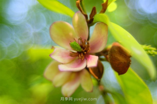 好聽(tīng)又有深意的植物名有哪些(圖1)