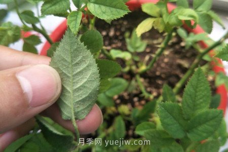 月季紅蜘蛛用什么藥***有效，怎么防治(圖1)