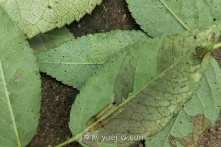 月季紅蜘蛛用什么藥***有效，怎么防治(圖3)