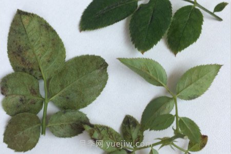 月季紅蜘蛛用什么藥***有效，怎么防治(圖2)