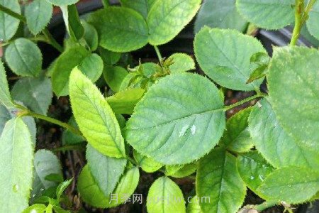 月季薊馬是什么，對(duì)人體有害嗎(圖2)