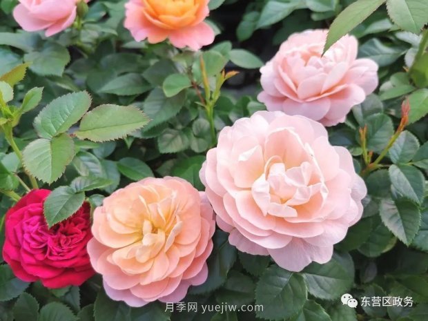 山東東營(yíng)：月季盛開(kāi)，這里的春天，太美了(圖3)