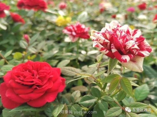 山東東營(yíng)：月季盛開(kāi)，這里的春天，太美了(圖2)
