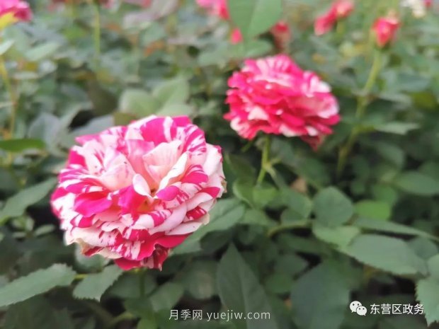 山東東營(yíng)：月季盛開(kāi)，這里的春天，太美了(圖1)