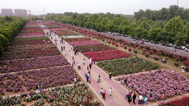 玉潤(rùn)花香織錦繡——中國(guó)·第十二屆南陽(yáng)月季花會(huì)綜述(圖1)