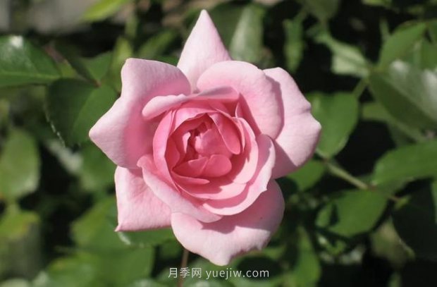 推薦16個世界上***受歡迎的月季品種，都獲得過榮譽(圖11)