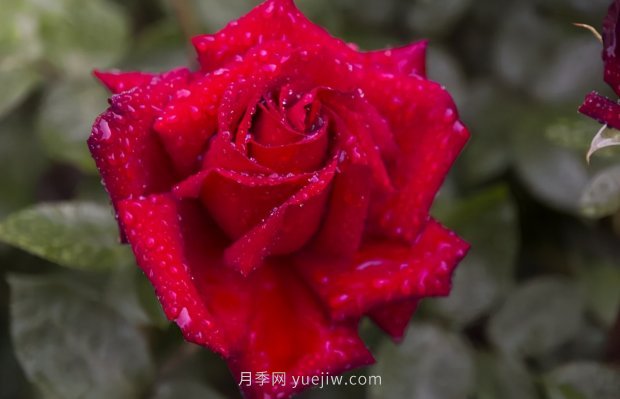 推薦16個世界上***受歡迎的月季品種，都獲得過榮譽(圖10)