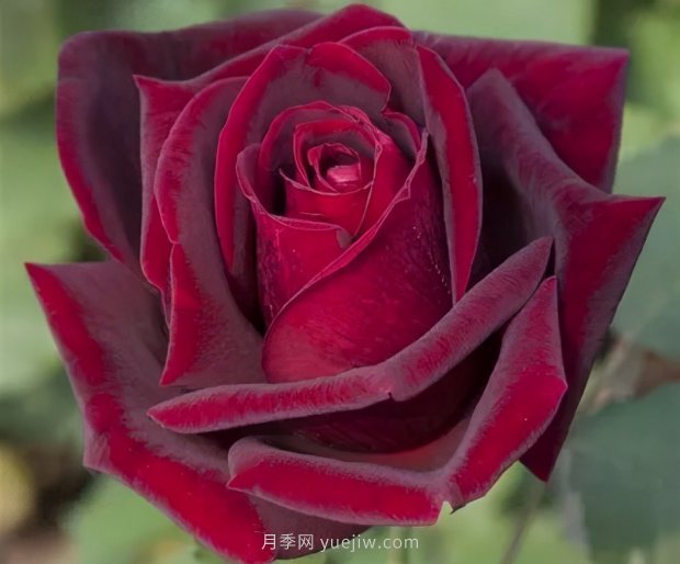 推薦16個世界上***受歡迎的月季品種，都獲得過榮譽(圖6)