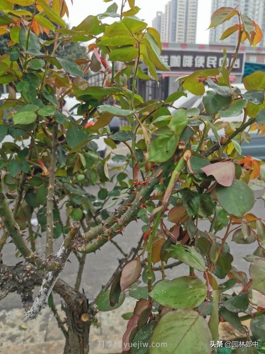 樹狀月季枝干上有許多小白點(diǎn)，可能是桑盾蚧在危害(圖3)