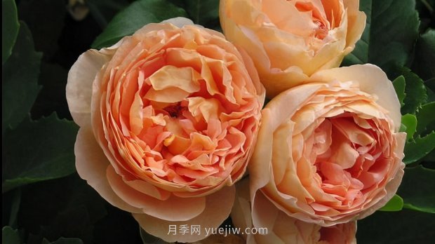推薦9個(gè)花香濃郁的藤本月季品種，香飄滿院(圖2)