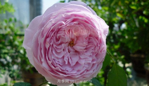 推薦9個(gè)花香濃郁的藤本月季品種，香飄滿院(圖8)