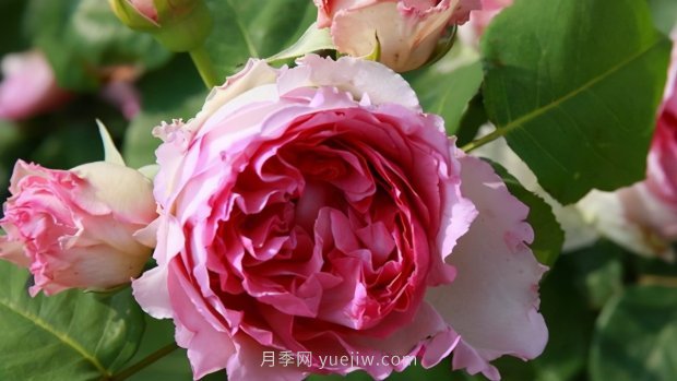 推薦9個(gè)花香濃郁的藤本月季品種，香飄滿院(圖4)