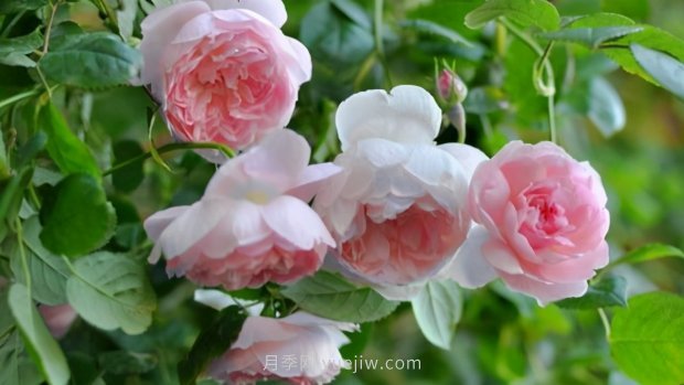 推薦9個(gè)花香濃郁的藤本月季品種，香飄滿院(圖9)