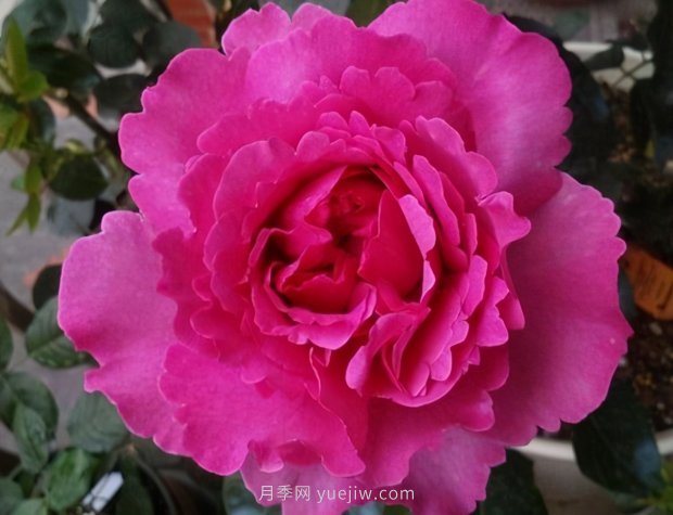 推薦9個(gè)花香濃郁的藤本月季品種，香飄滿院(圖7)