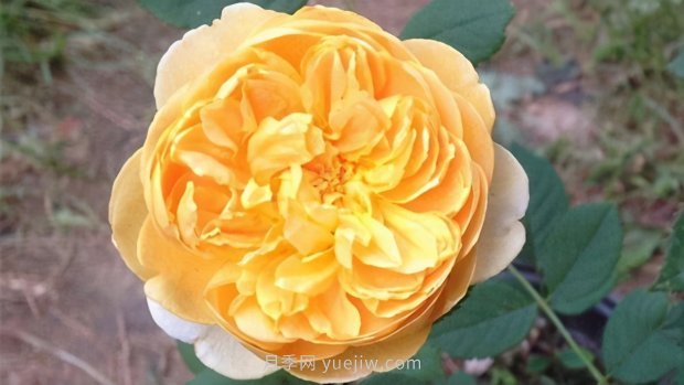 推薦9個(gè)花香濃郁的藤本月季品種，香飄滿院(圖3)