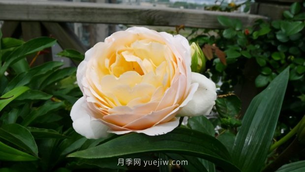 推薦9個(gè)花香濃郁的藤本月季品種，香飄滿院(圖5)