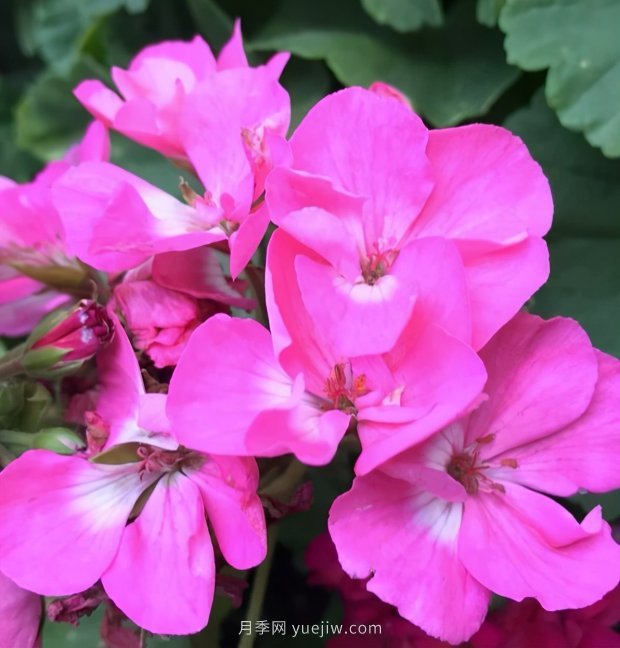 4種花卉，花友入坑不能自拔，尤其是月季(圖3)