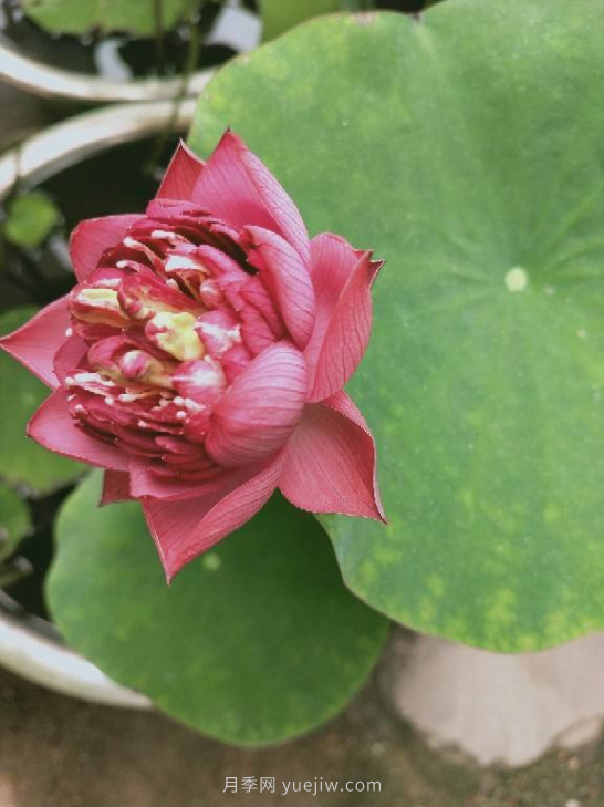 4種花卉，花友入坑不能自拔，尤其是月季(圖4)