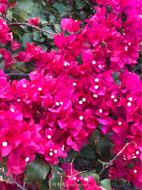 4種花卉，花友入坑不能自拔，尤其是月季(圖2)