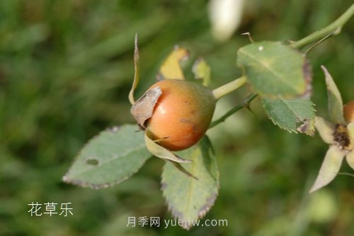 區(qū)分月季、玫瑰的七個(gè)技巧(圖11)