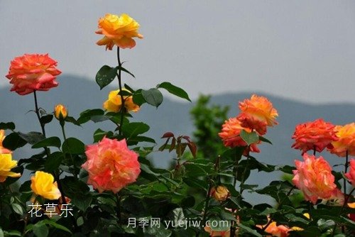 區(qū)分月季、玫瑰的七個(gè)技巧(圖9)