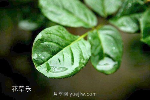 區(qū)分月季、玫瑰的七個(gè)技巧(圖5)