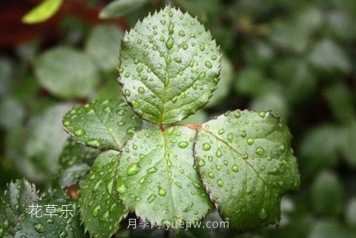 區(qū)分月季、玫瑰的七個(gè)技巧(圖4)