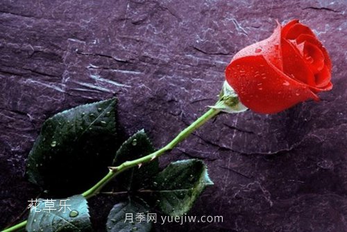區(qū)分月季、玫瑰的七個(gè)技巧(圖8)