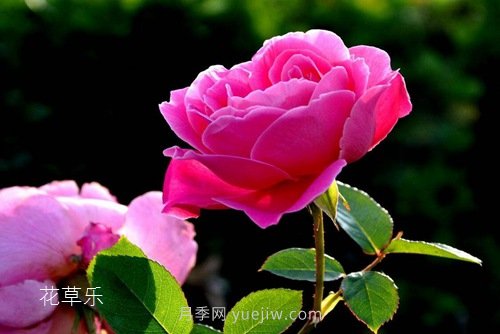 區(qū)分月季、玫瑰的七個(gè)技巧(圖3)