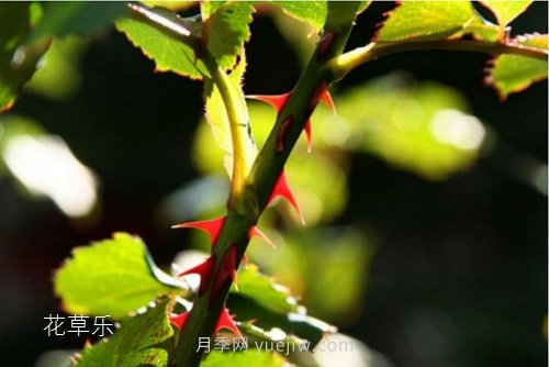 區(qū)分月季、玫瑰的七個(gè)技巧(圖2)