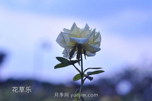 區(qū)分月季、玫瑰的七個(gè)技巧(圖1)