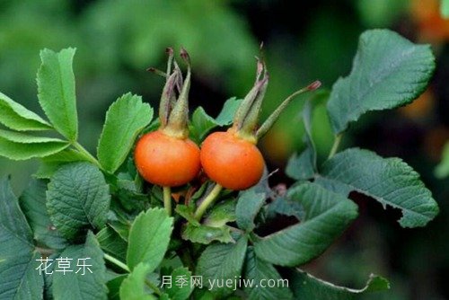 區(qū)分月季、玫瑰的七個(gè)技巧(圖10)