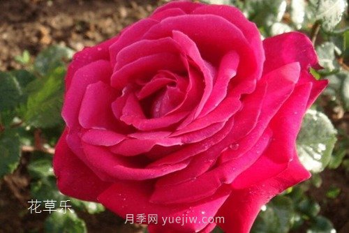 區(qū)分月季、玫瑰的七個(gè)技巧(圖6)