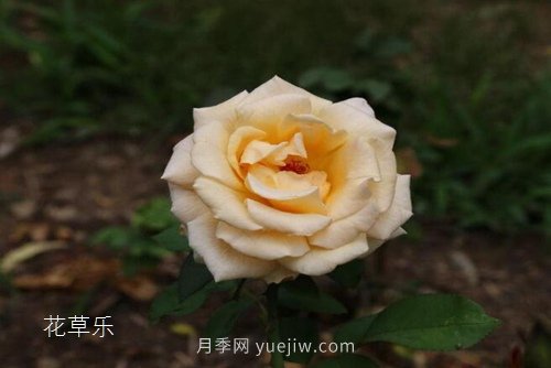 區(qū)分月季、玫瑰的七個(gè)技巧(圖7)