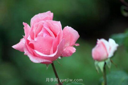 月季花品種介紹，開花多花苞大你值得擁有(圖4)