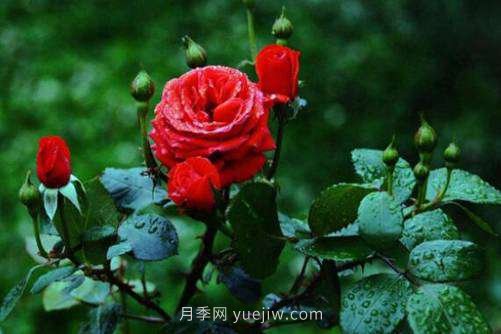 月季花品種介紹，開花多花苞大你值得擁有(圖3)