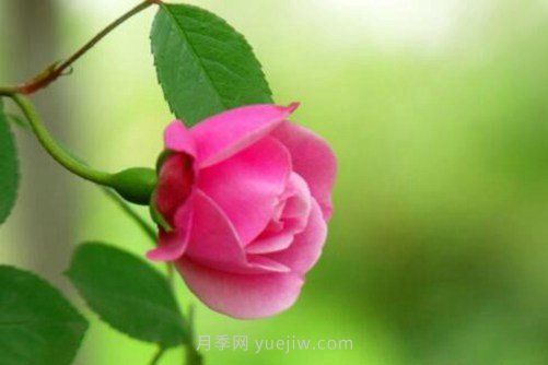 月季花品種介紹，開花多花苞大你值得擁有(圖1)