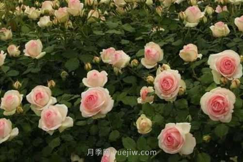 月季花品種介紹，開花多花苞大你值得擁有(圖5)